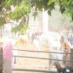 Vraj-Yatra-2014- (2527)